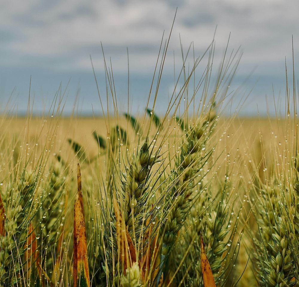 Lluvias: muy bien recibidas por trigos, cebadas y colzas, también en los suelos donde se van instalando los cultivos de verano.