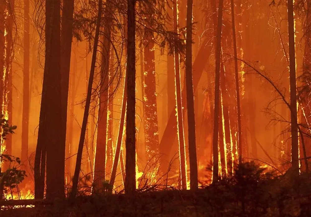 Las llamas calcinan los árboles mientras avanza hacia un camping de Toulumne en localidad de Berkeley en California