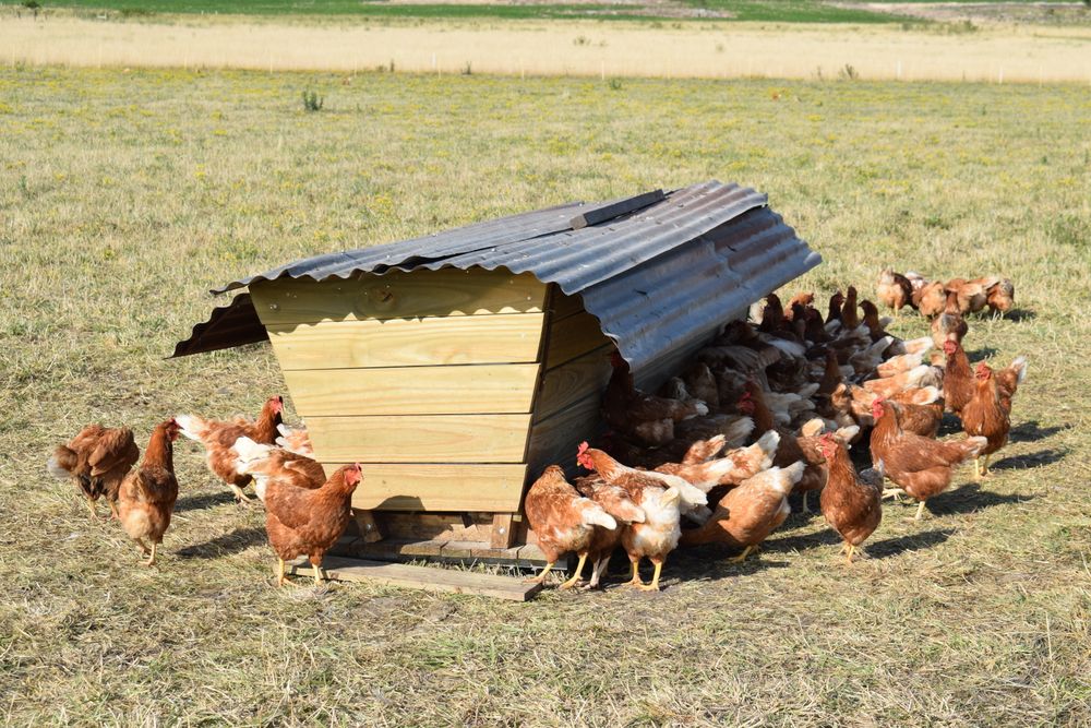 Gripe aviar: prohibieron movilizar aves de traspatio y otras no controladas a través del Sistema de Monitoreo Avícola.