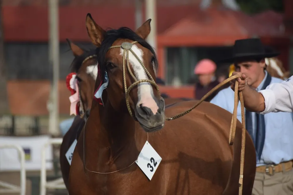 India Envenenada del Chamame.