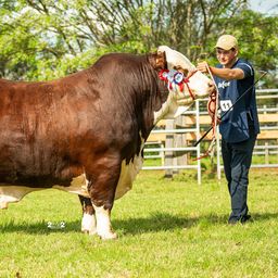 Uruguay campeón del mundo con un Braford.