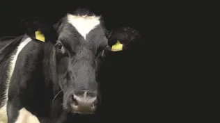 Extremar el cuidado veterinario de los rodeos es especialmente recomendado tras lluvias que siguen a sequías.