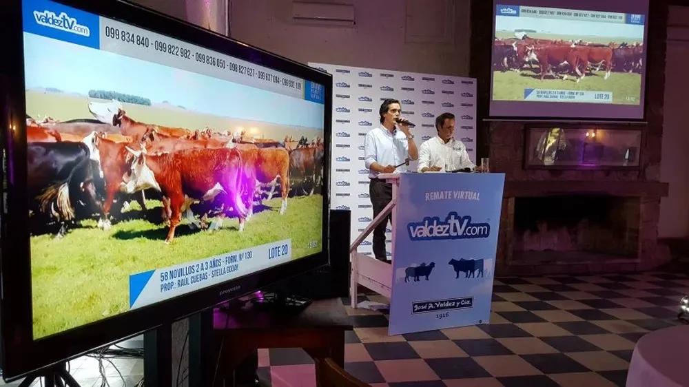 Valdez TV sigue recorriendo el país con sus remates ganaderos por pantalla