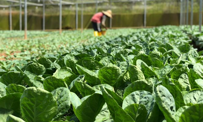 Agricultura: un valor de la región.