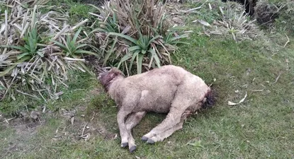la bronca de los productores con 150 cuzcos sueltos en aigua