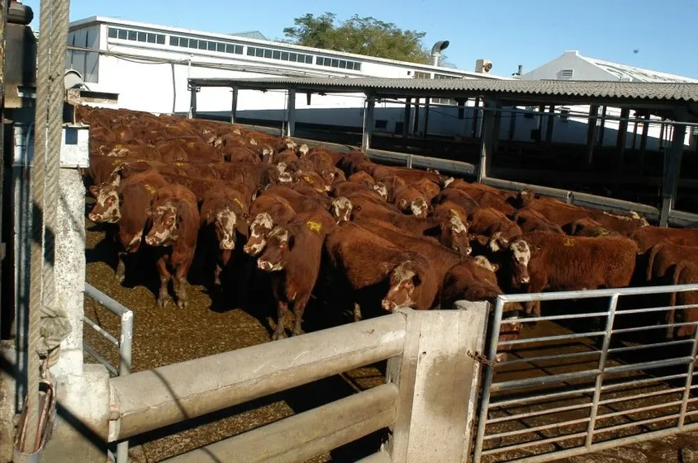La actividad de faena vacuna cayó la semana pasada a 42.200 cabezas