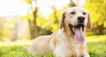 Un juzgado de Vigo fija una pensión de 40 euros para una mascota tras un divorcio.