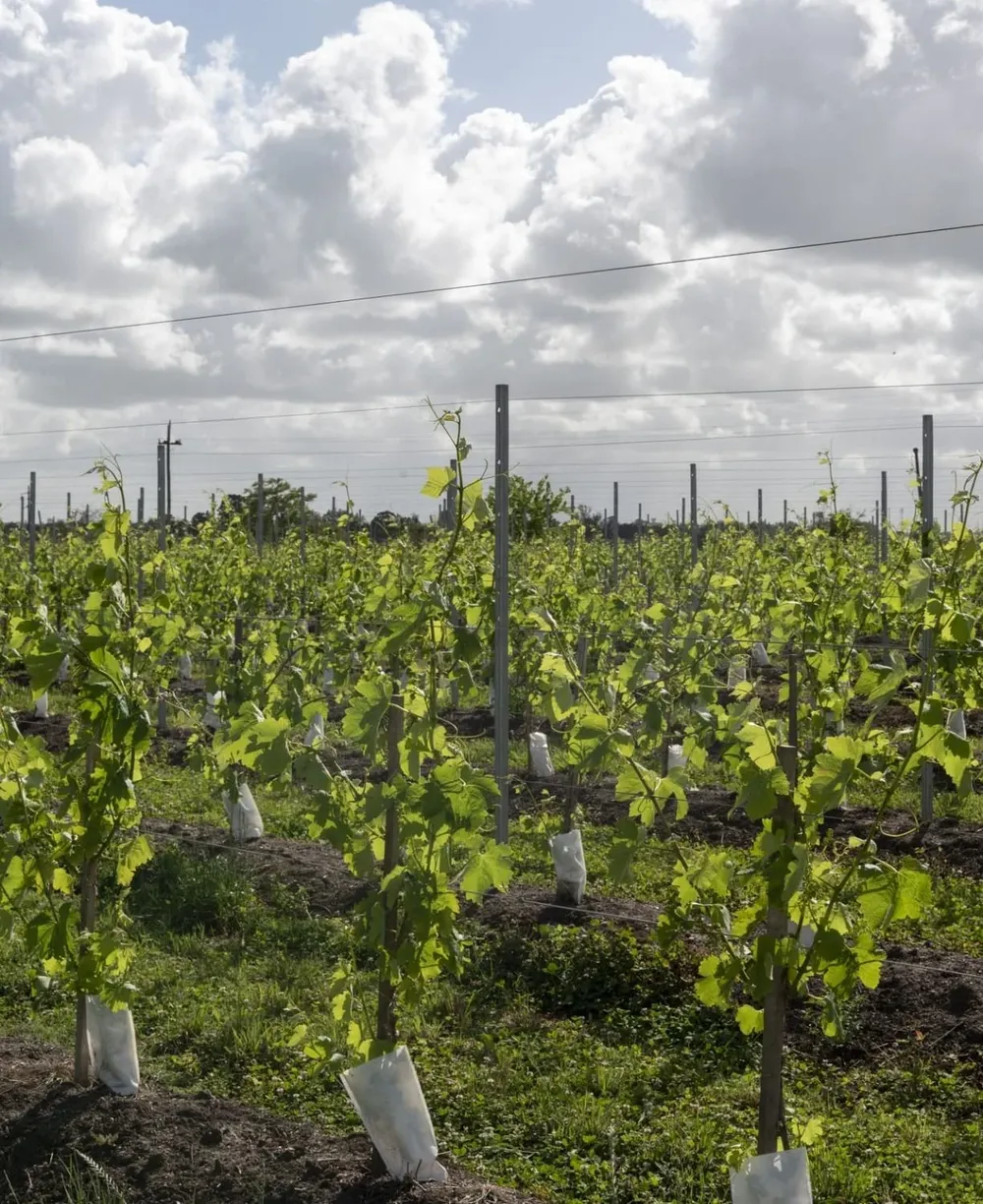 Escuela Superior de Vitivinicultura.