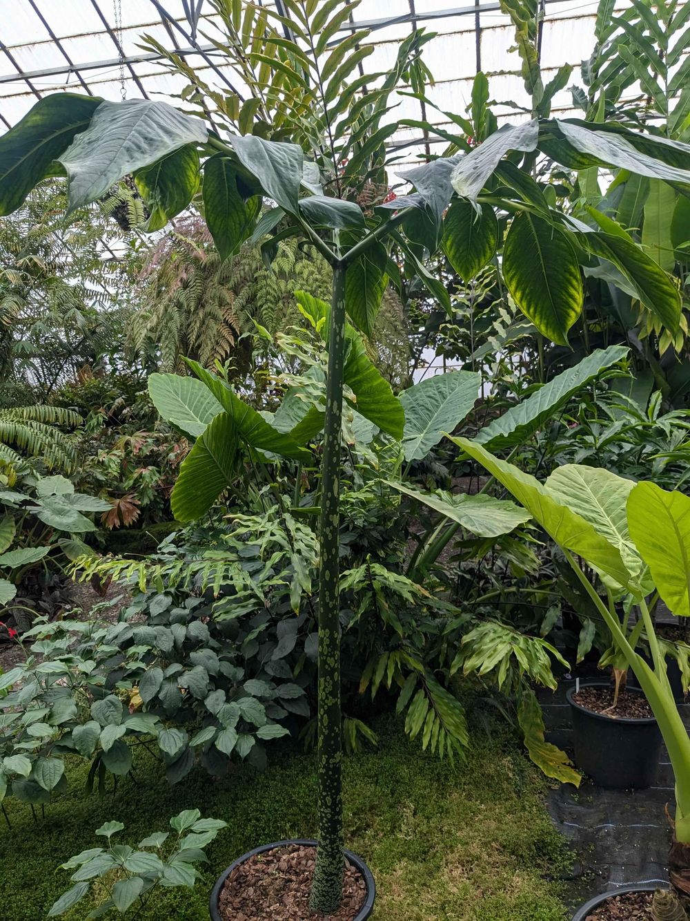 Una cría (mucho más pequeña) de New Reekie en su etapa de hojas