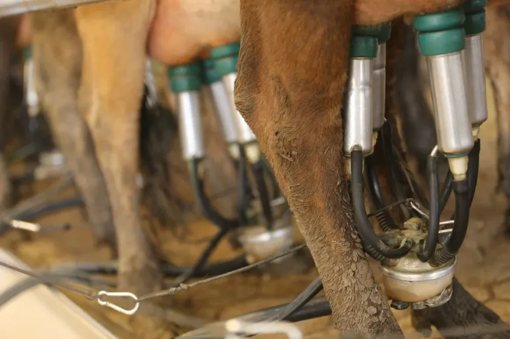 Proponen que el tercer fondo lechero se use para compensar la caída de precios