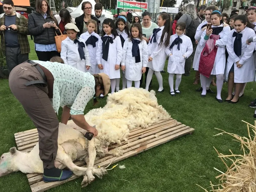 Escolares montevideanos cautivados por una esquila como las de antes.