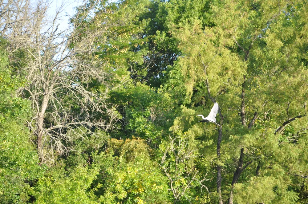 Garza mora levantando vuelo parece un Hercules