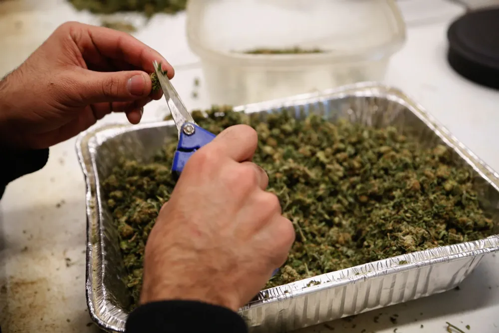 Un trabajador corta marihuana el 1º de enero en el centro de crecimiento de O.Pen Vape, en Denver