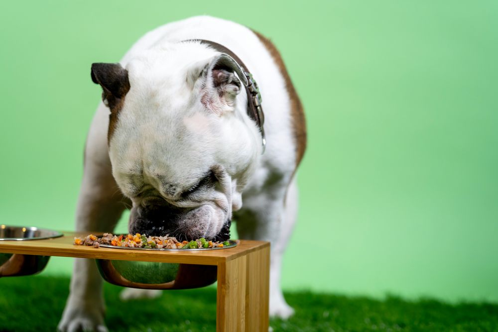 Las bacterias del biofilm pueden debilitar el sistema inmunológico de tu perro con una exposición constante.