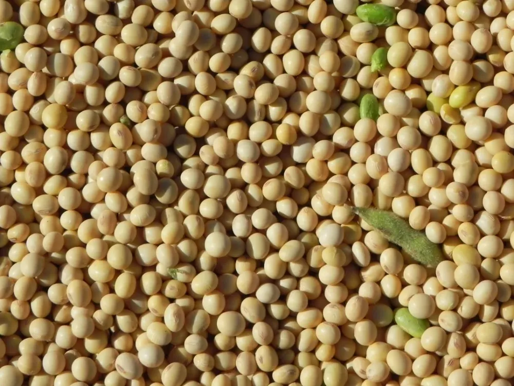 China ha sido imparable como importador mundial de porotos de soja