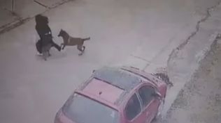 VIDEO | Un nuevo ataque de perros quedó grabado: una mujer resultó gravemente herida