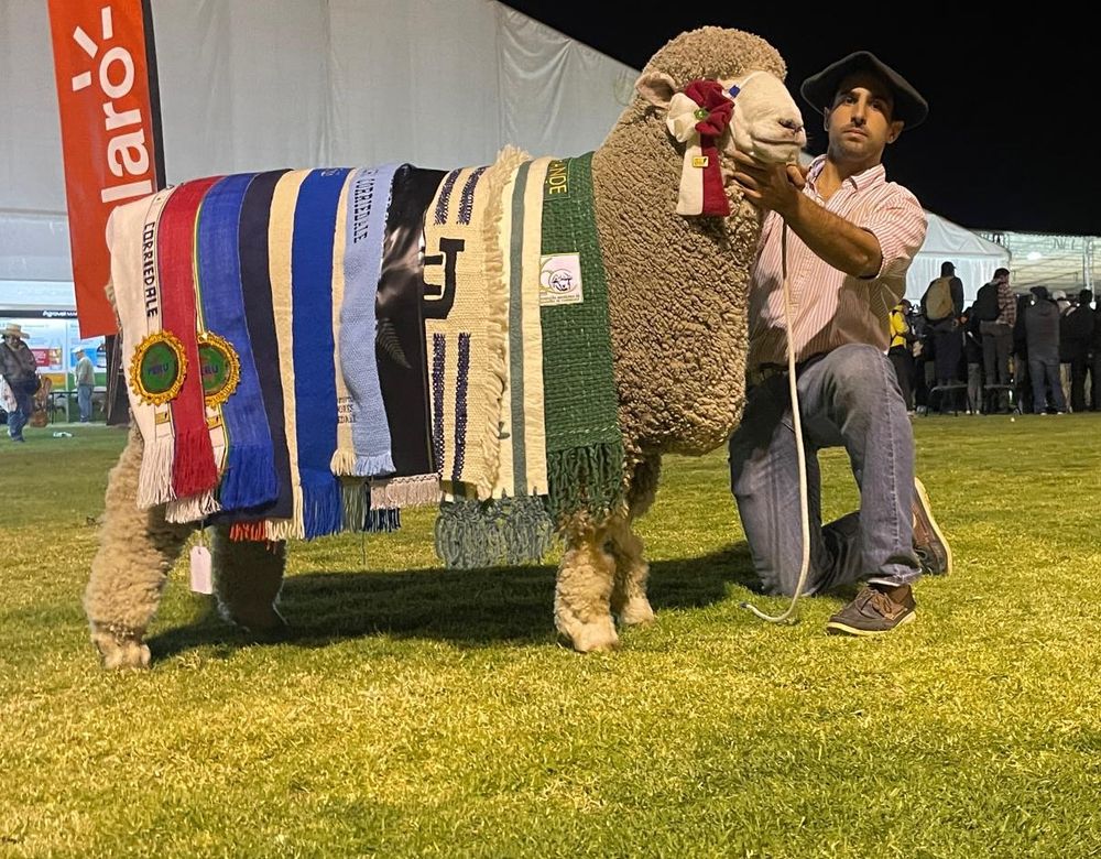 Gran Campeón del Mundo en la raza, un Corriedale de La Lucha.