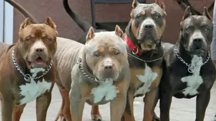 Perros de raza pitbull&nbsp;