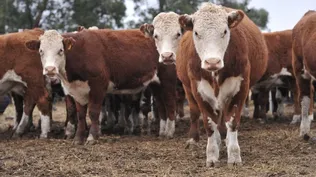 Carne bovina uruguaya y sus emisiones de gases de efecto invernadero