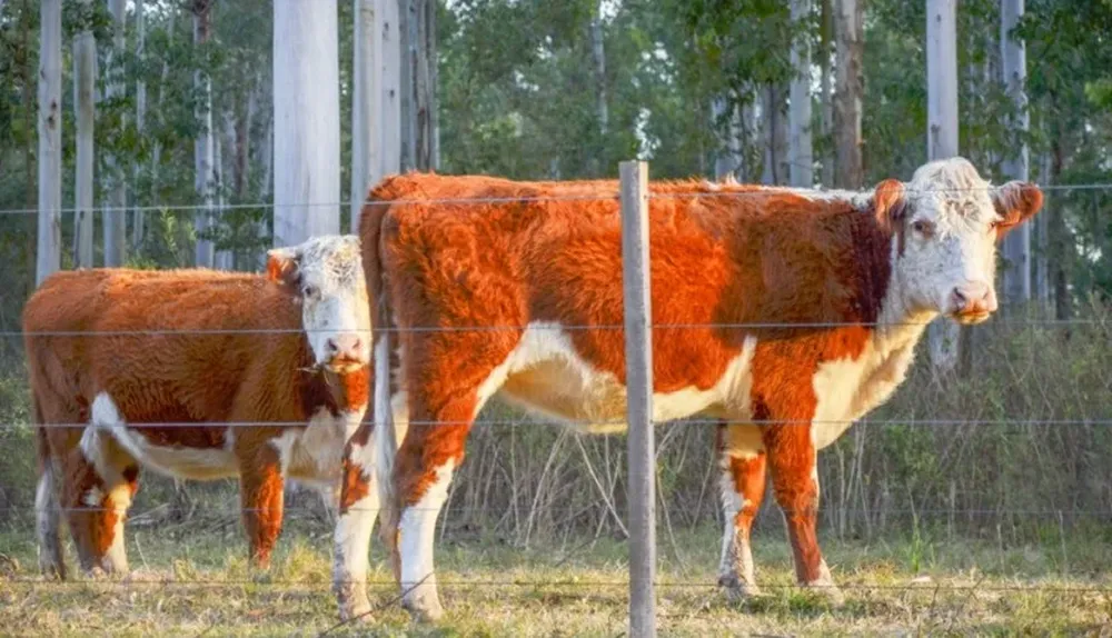 Agro en Foco concitará el interés ganadero y forestal en Tacuarembó