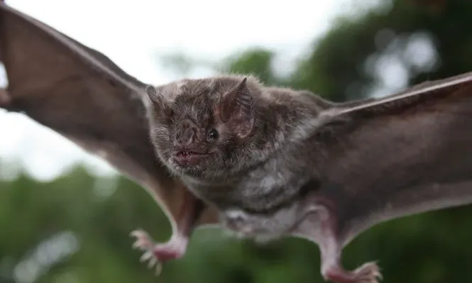 MSP repartirá folletos y vacunará por caso de rabia en Costa Azul