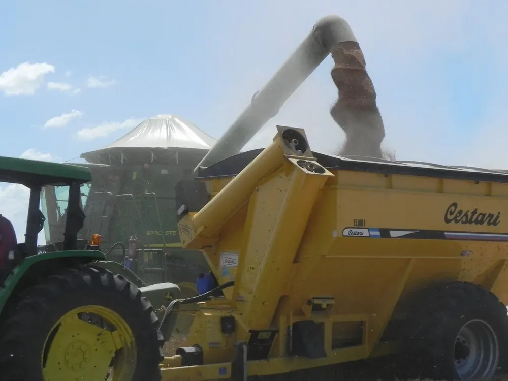 Alimentos: trigo, uno de los cereales con mayor incidencia en los promedios de precios.