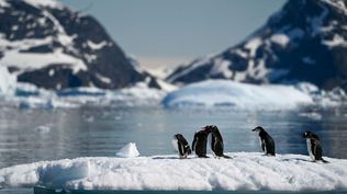 De la Antártida a la industria: los nuevos pasos de la startup que busca producir por primera vez un ingrediente cosmético desde Uruguay