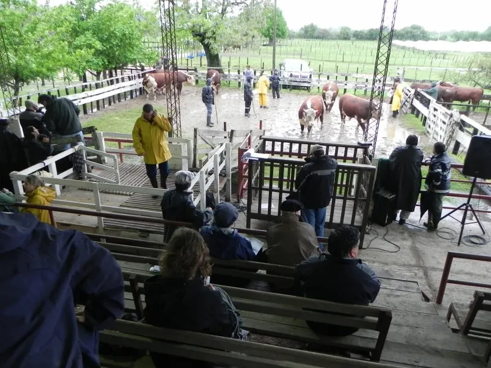 Los 12 Hereford promediaron US$ 3.018