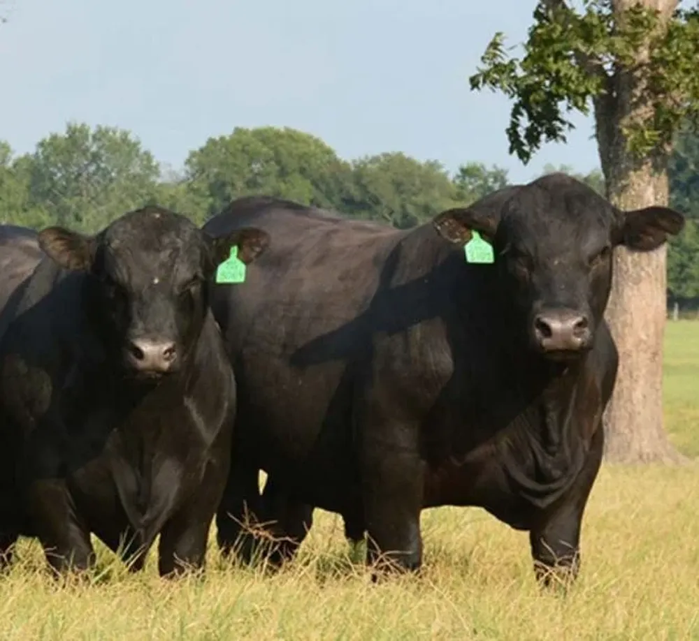 Este lunes 15, en la Asociación Agropecuaria de Salto y desde la hora 17