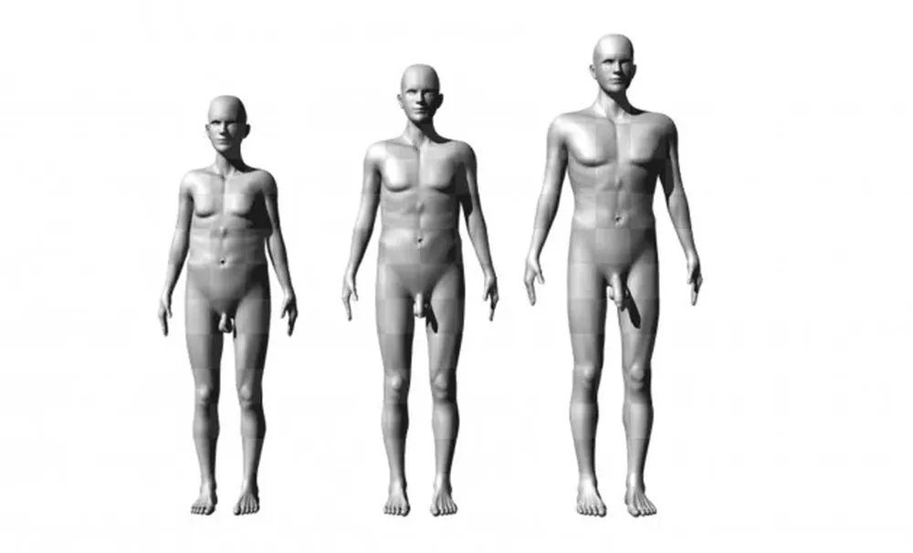 Tres de las figuras usadas. A la izquierda, los valores mínimos de altura, anchura de hombros y longitud de pene considerados en el estudio y a la derecha, los máximos. En el centro, los valores medios.