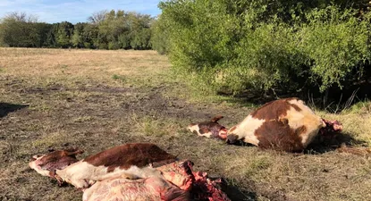 cansado por la faena clandestina de sus novillos, le escribio una carta a la poblacion