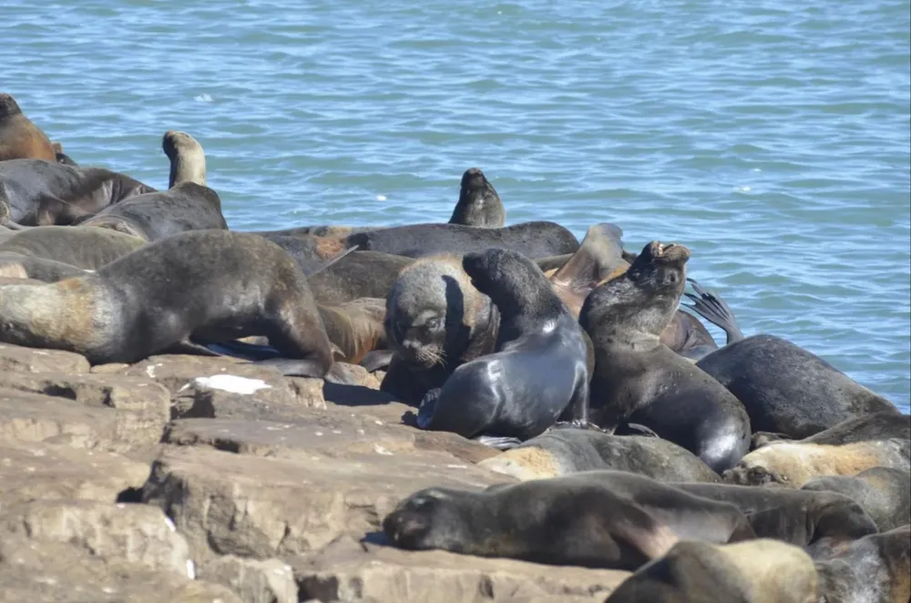 Lobos marinos en la costa
