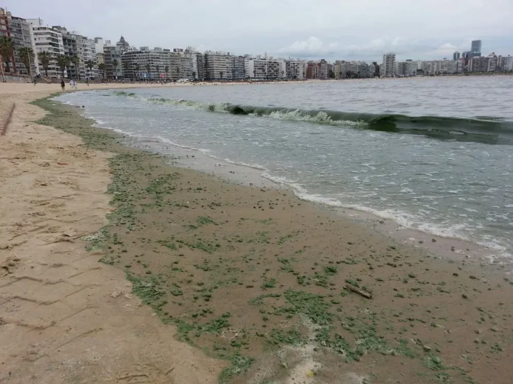 Cianobacterias en la playa Pocitos. Archivo.