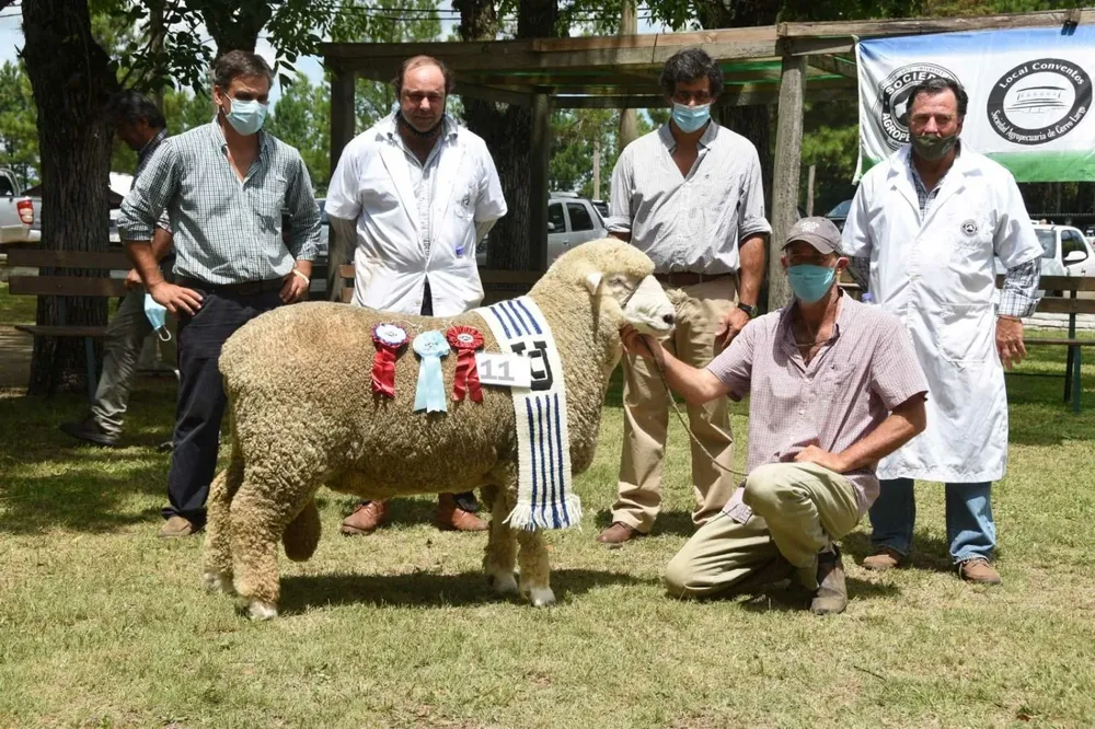 Gran Campeón PI Corriedale de Cabaña Turena de Pablo Paysse.