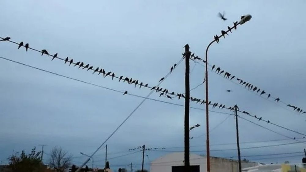La imagen de la invasión de loros que afecta a la localidad de Hilario Ascasubi, en Buenos Aires.