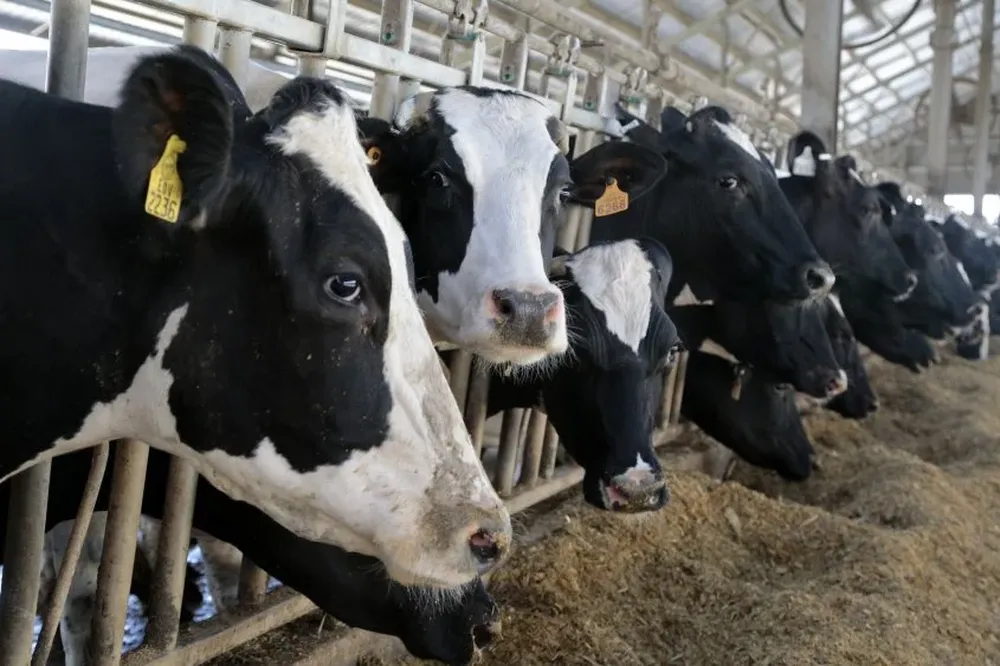 Medido en dólares, el precio de la leche por litro al productor fue en marzo de US$ 0,35.