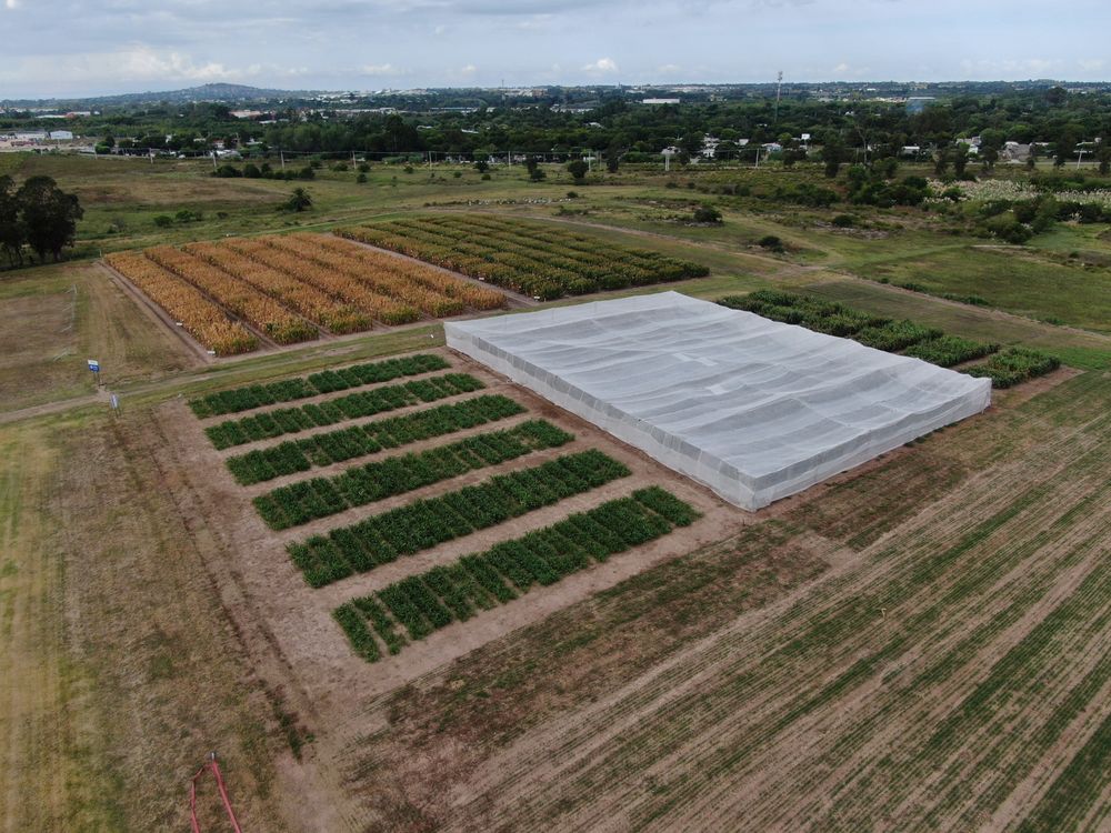 Inase: predio demostrativo en la Expo Rural Melilla, organizada por la ARU.