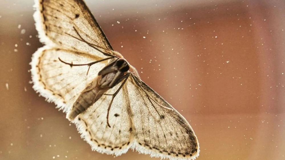 Alerta por polillas gigantes que alarman a varias comunidades de España.