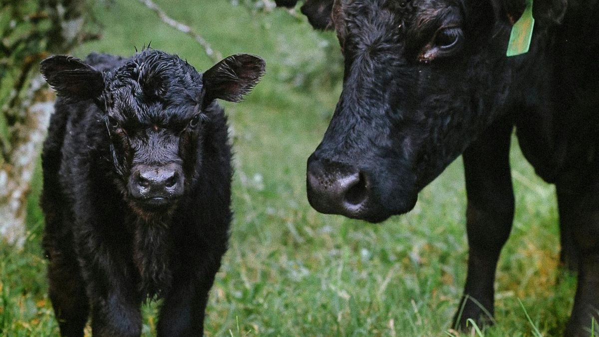 La Tribuna del Agro: proyecto ganadero del gobierno con un enfoque más social que productivo