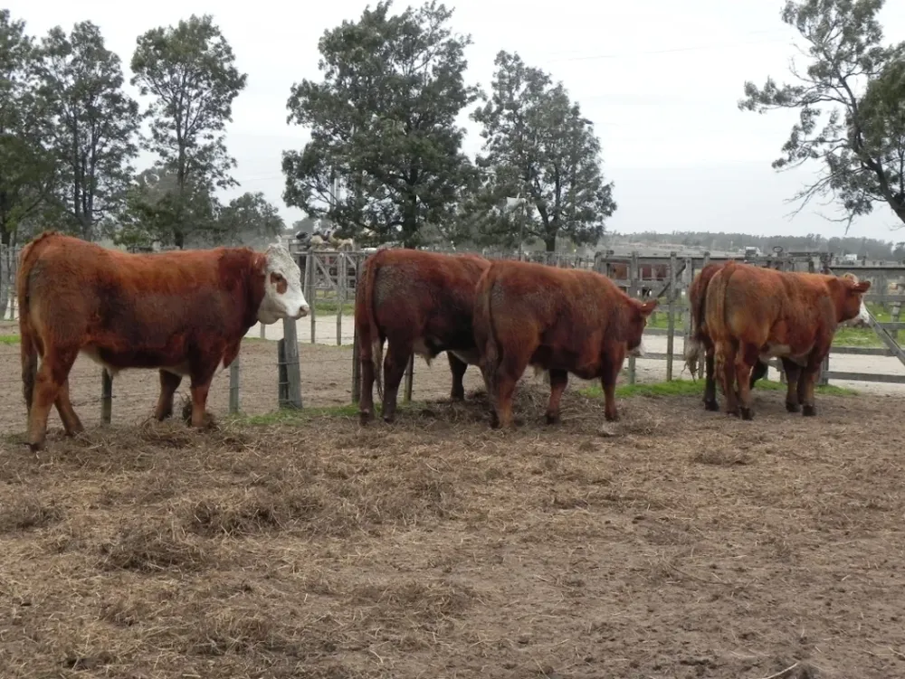 Precios a la baja y mucho ganado en el campo.