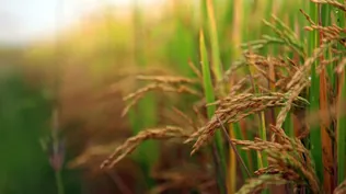 Los datos de área de arroz difieren en más de 10 mil hectáreas.