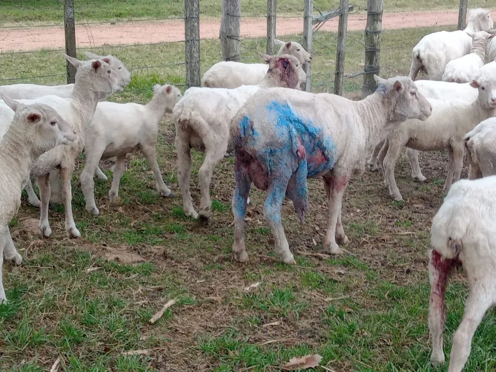 Ataque de perros a ovinos.