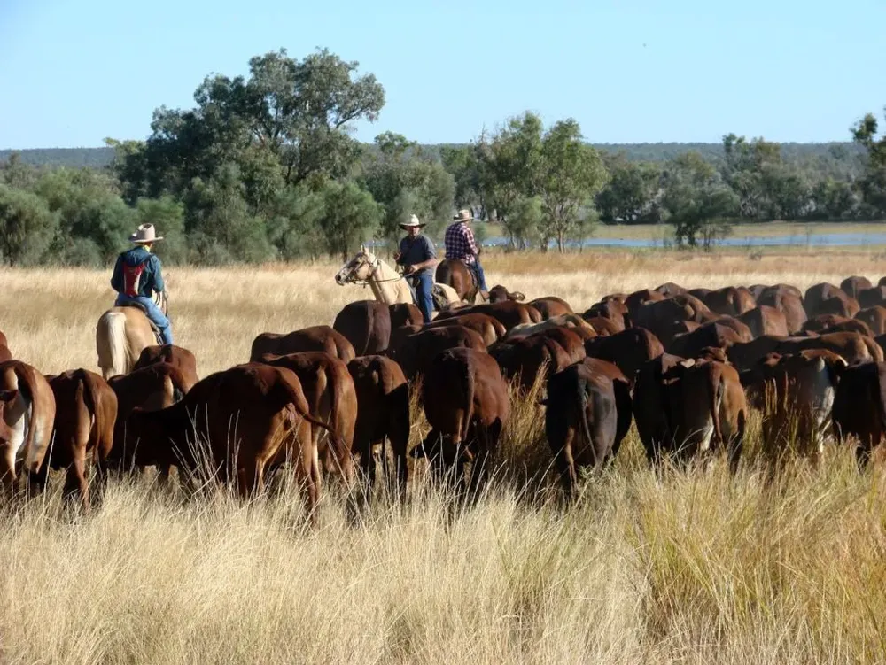 Proyectan que las exportaciones de carne de Australia superen el millón de toneladas peso embarque a fin de año