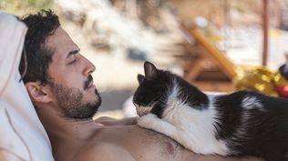 Este país de Europa busca voluntarios que deseen emigrar para un refugio de gatos en Siros.