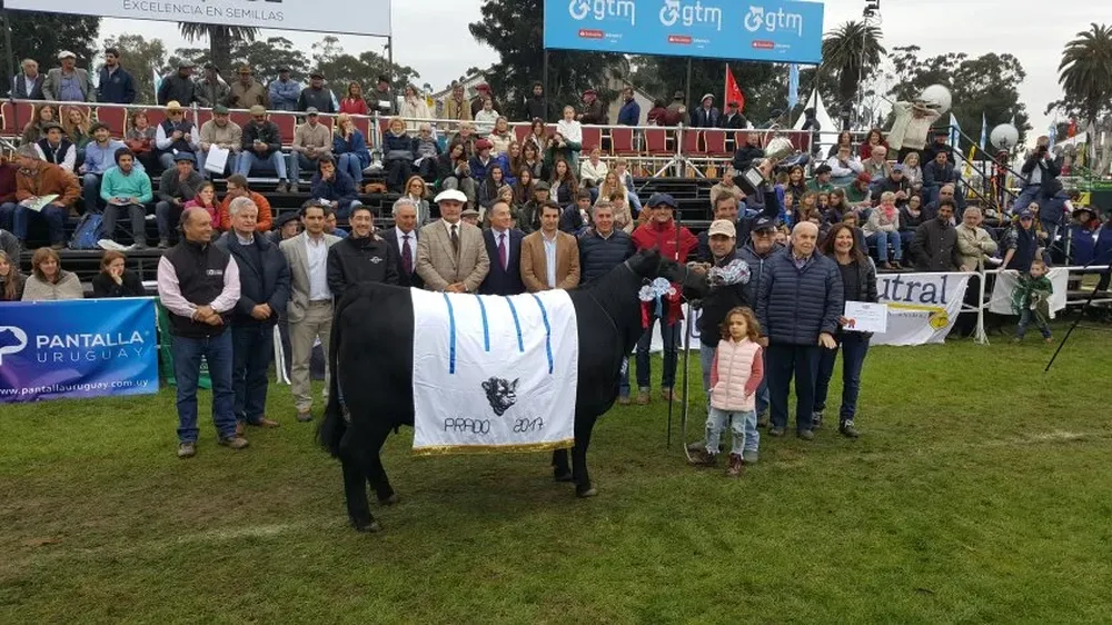 Brete 378, la Gran Campeona Angus expuesta por Bayucuá, Tres Marías y Genetics Leaders
