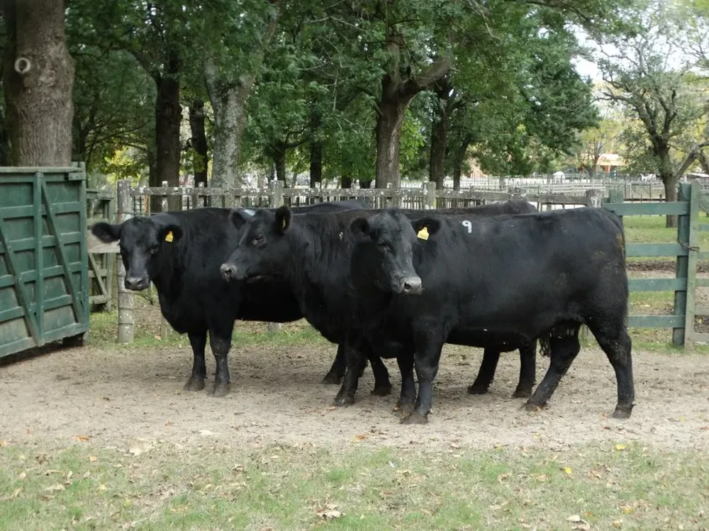 Lote Campeón de Hembras PI, de Frigorífico Modelo SA.
