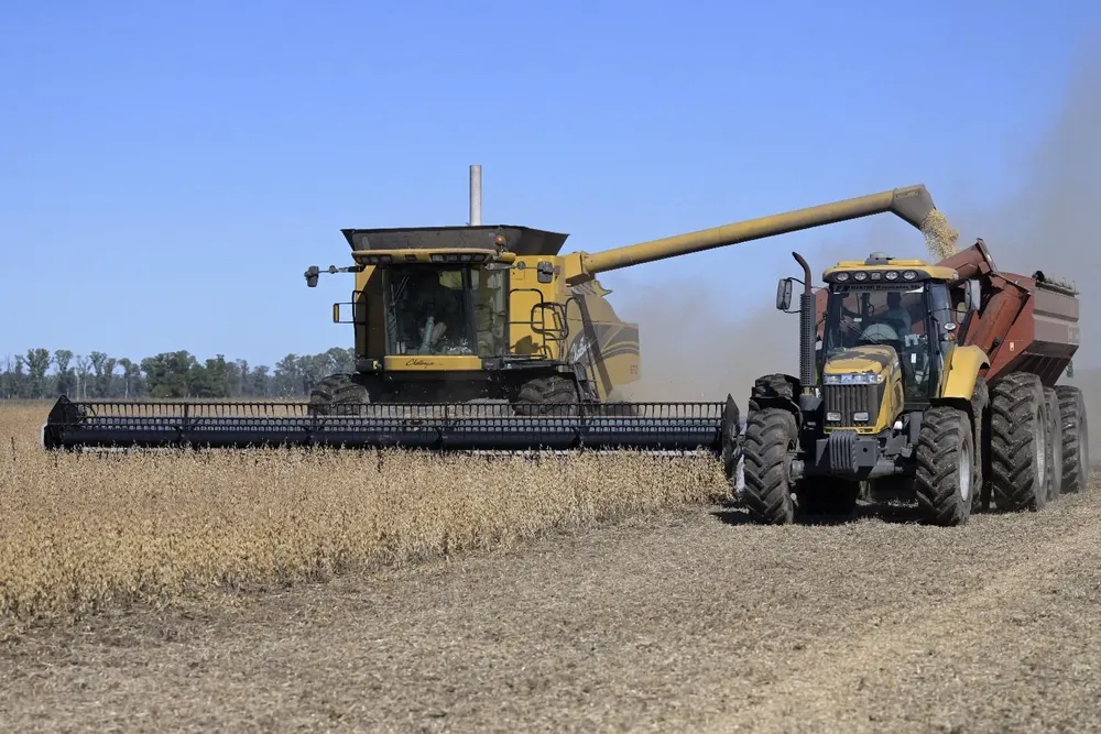 Cosecha de verano: se atrasó y no se ha llegado a recolectar el grano ni en la mitad del área sembrada.