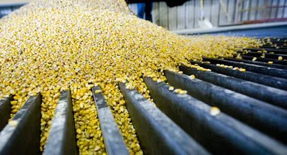 La producción del cereal crecerá