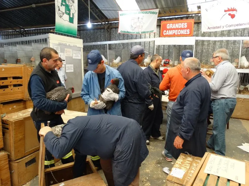 El jurado de admisión de aves en plena labor ayer en la Rural del Prado.