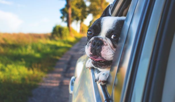 Perros de raza: es frecuente y riesgoso el ingreso ilegal de cachorros desde Argentina.